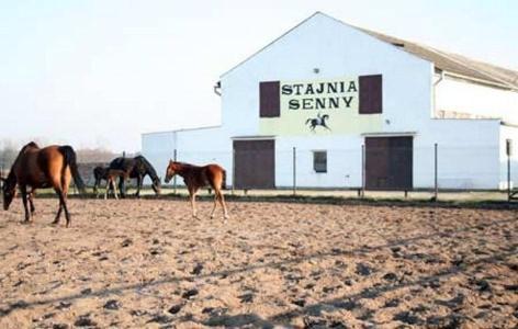 Noclegi Przy Stajni Senny - Horse Riding Леба Екстериор снимка