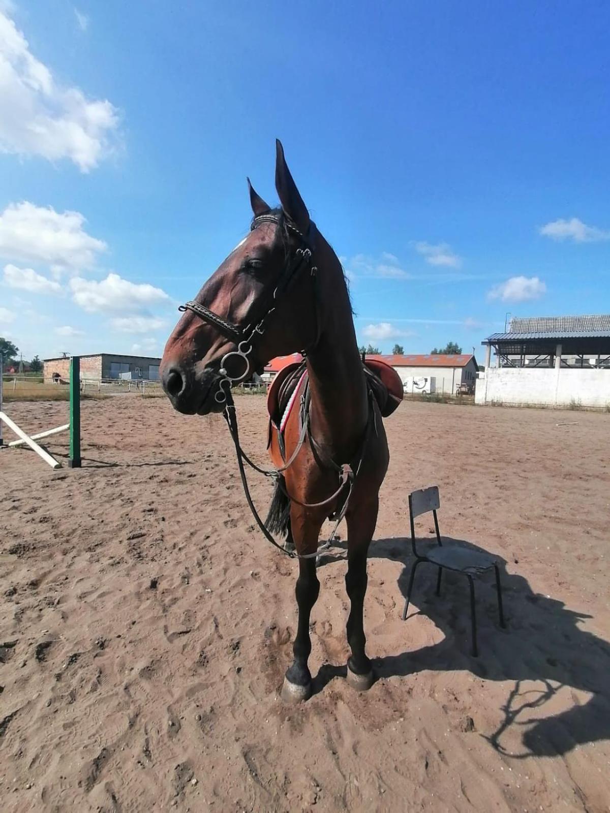 Noclegi Przy Stajni Senny - Horse Riding Леба Екстериор снимка